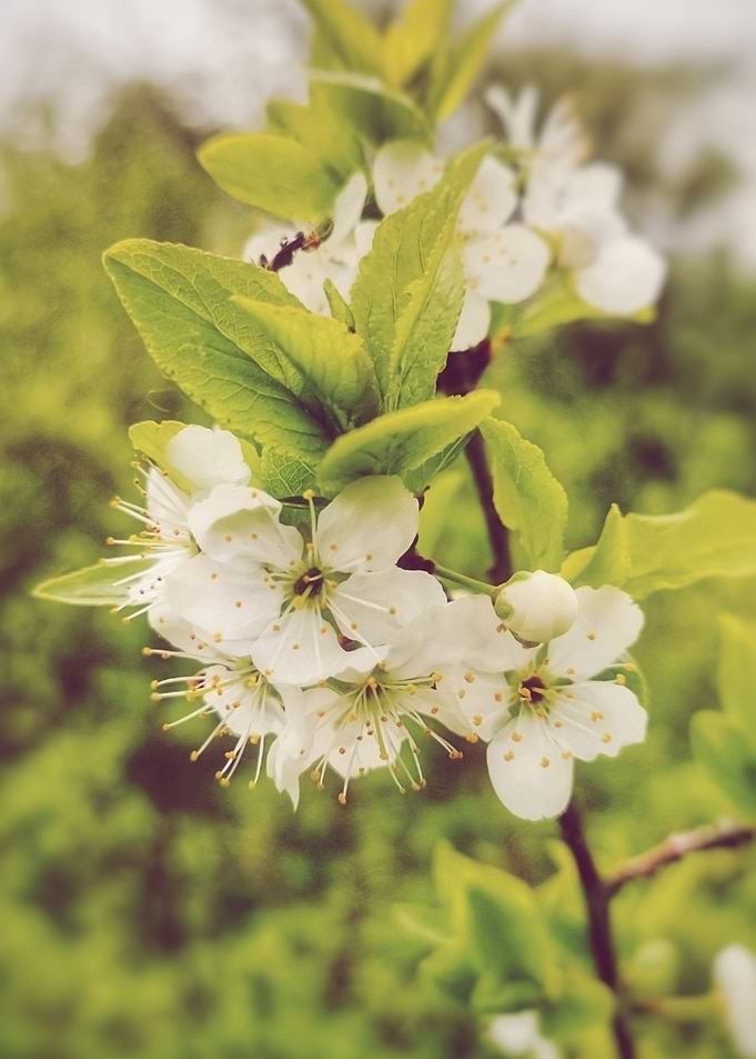 Wild Cherry