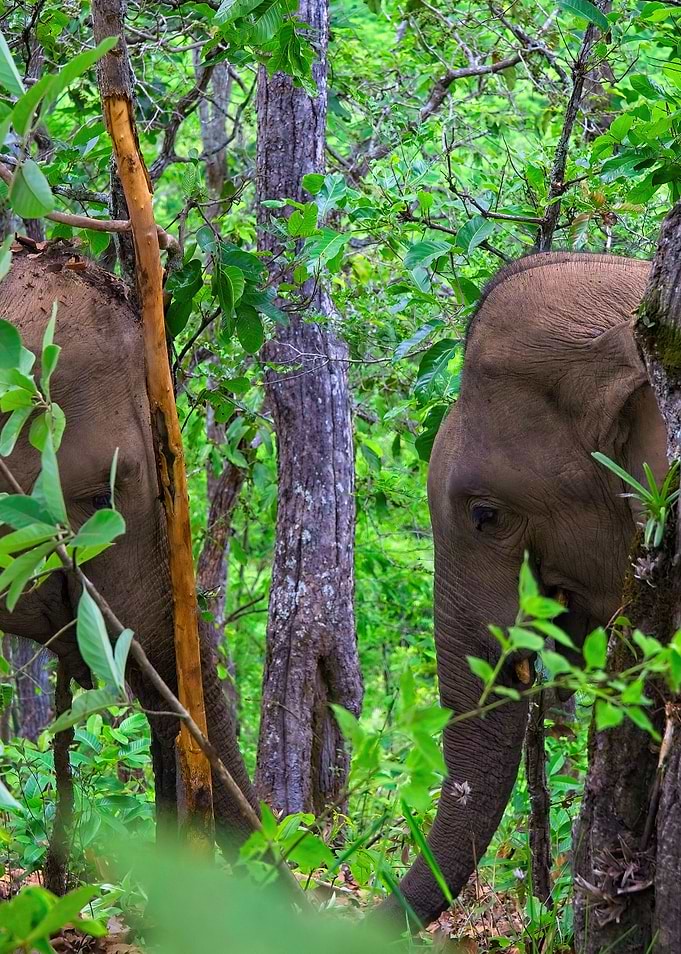 Elephants
