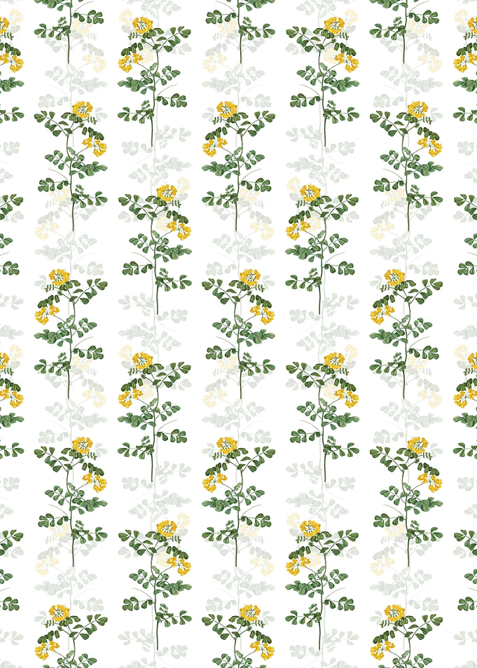 White Scorpion Vetch Plant