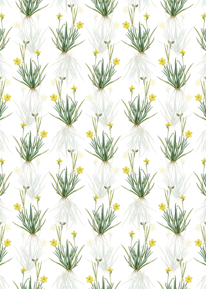 Yellow Eyed Grass Pattern