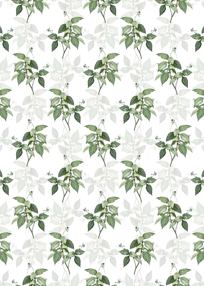 White Tradescantia Erecta