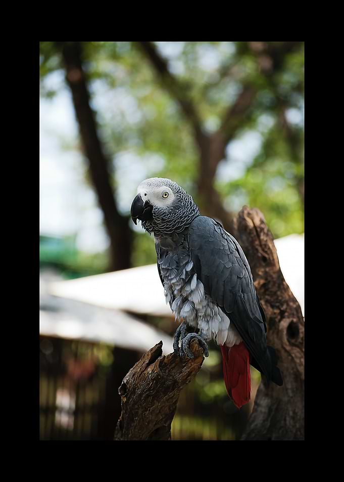 Parrot