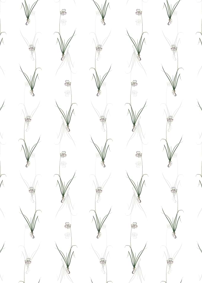 Nodding Onion Pattern