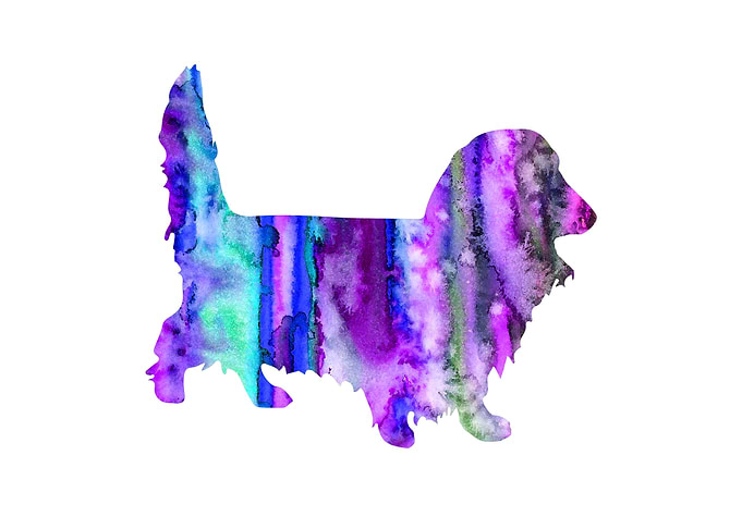 Dachshund