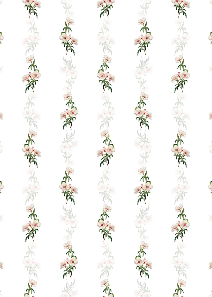 White Wine Stained Godetia