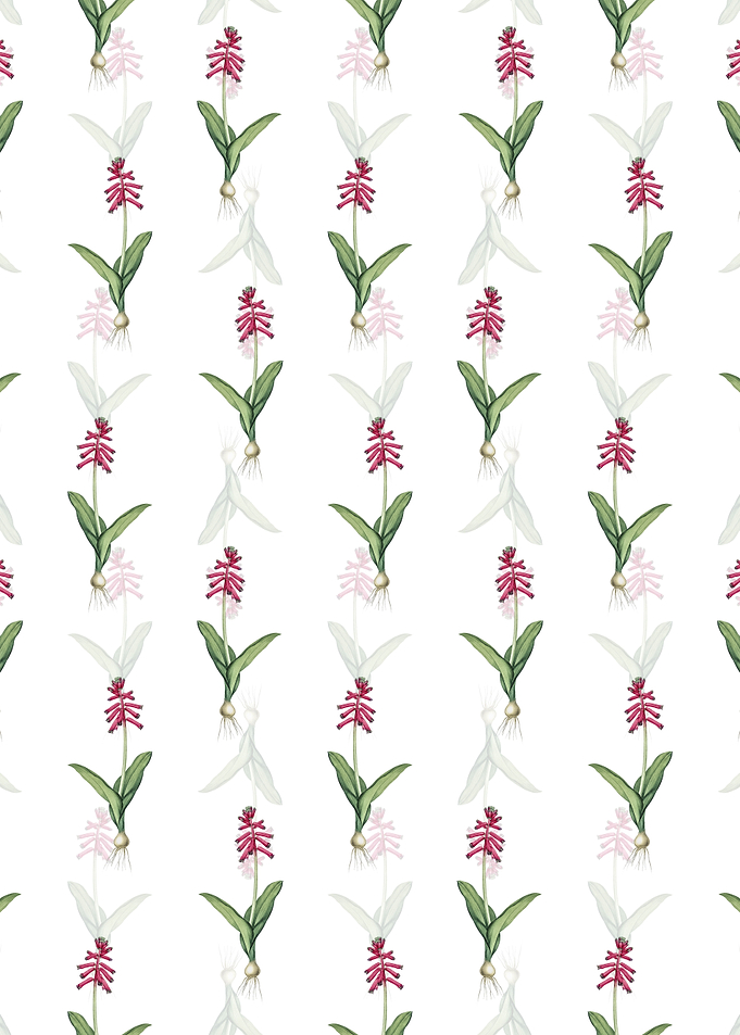 Lachenalia Pendula Pattern