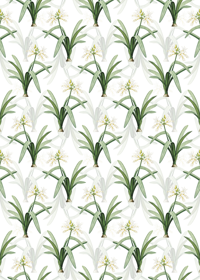 White Pancratium Illyricum