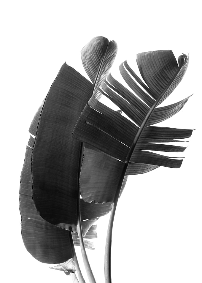 Minimal Banana Leaves 1