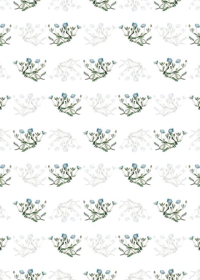 Shewy Nemophila Pattern