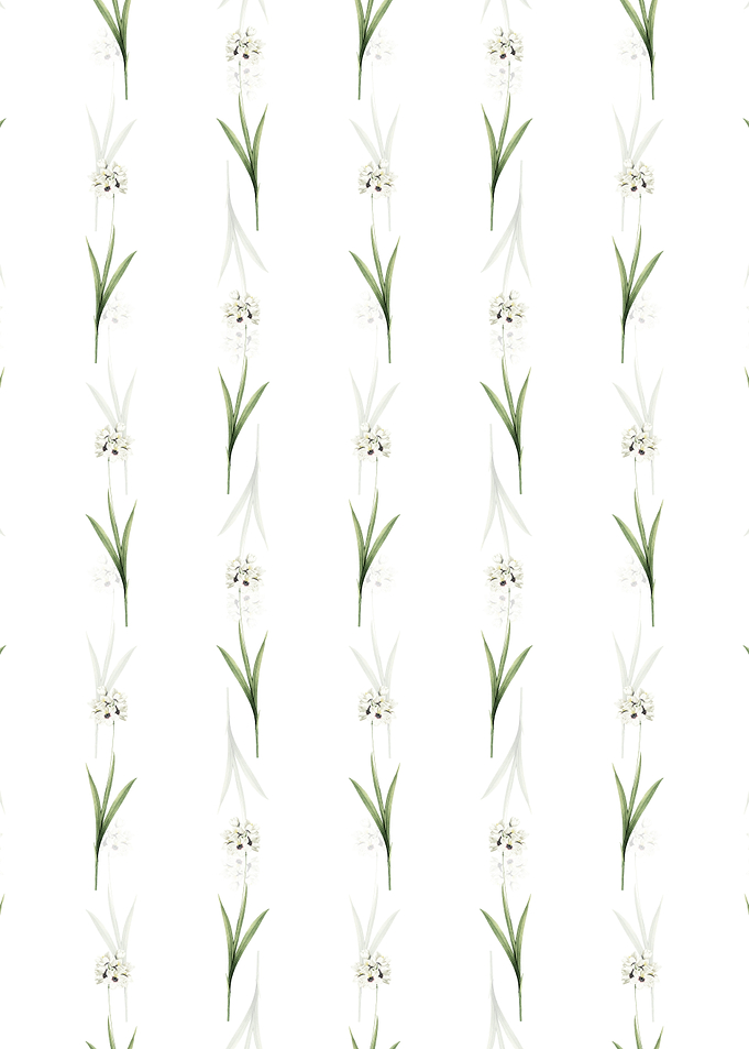 Ixia Maculata Pattern