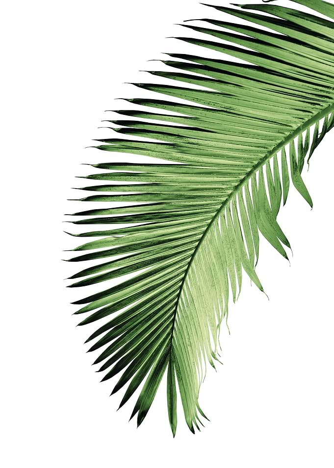 Palm Leaf Bliss 2
