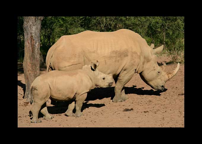 Rhino