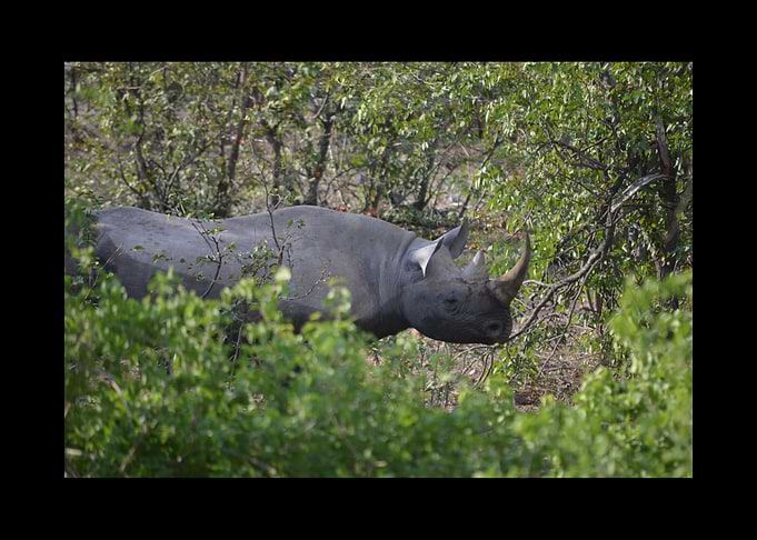 Rhino