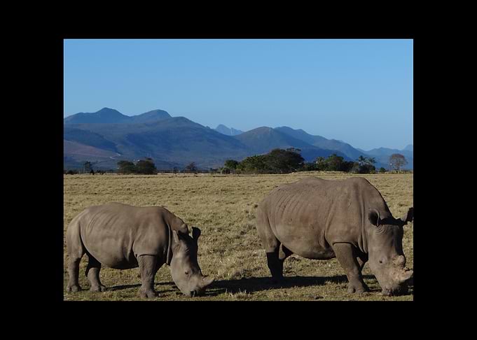 Rhino