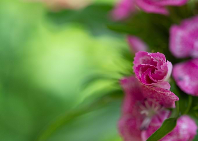 Pink flower bud