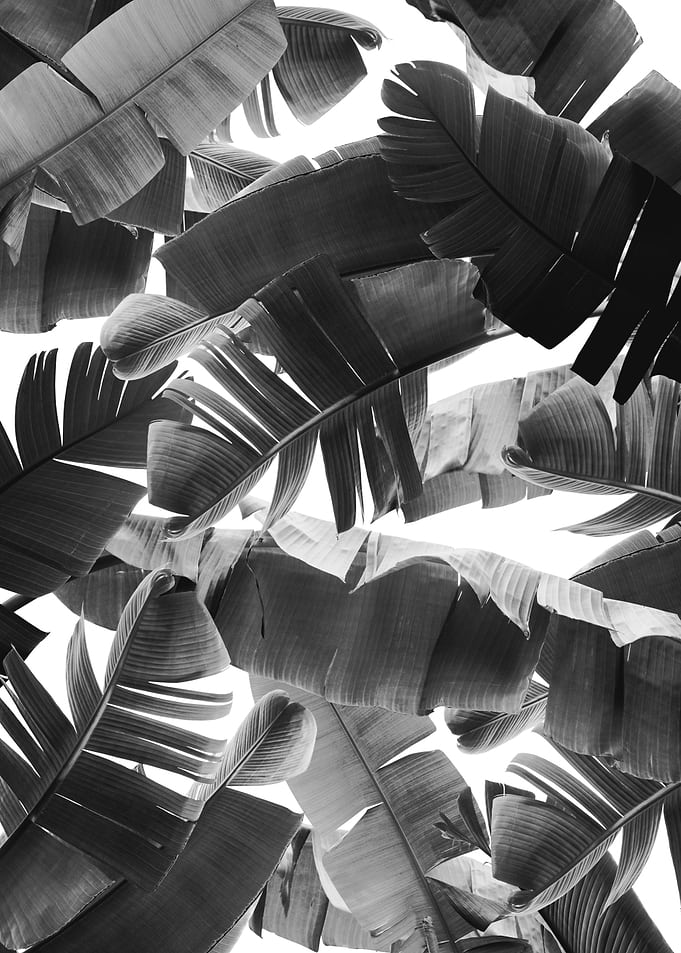 Banana Leaves Summer 3