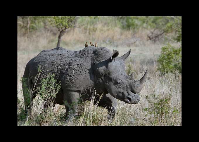 Rhino