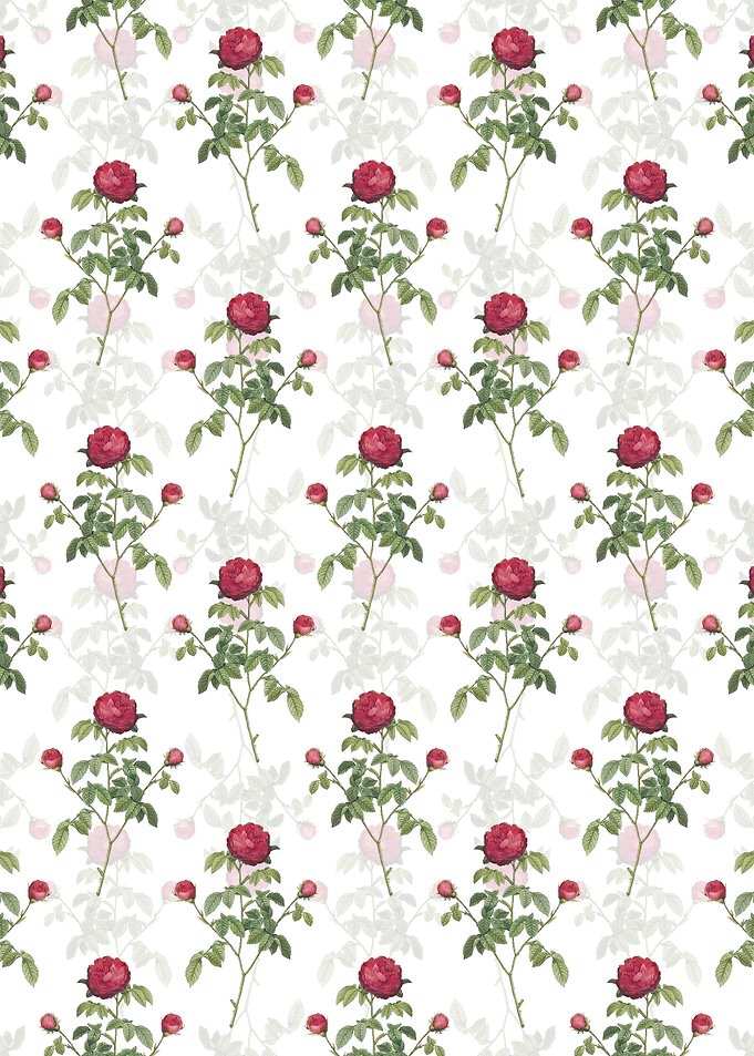 White Agatha Rose in Bloom