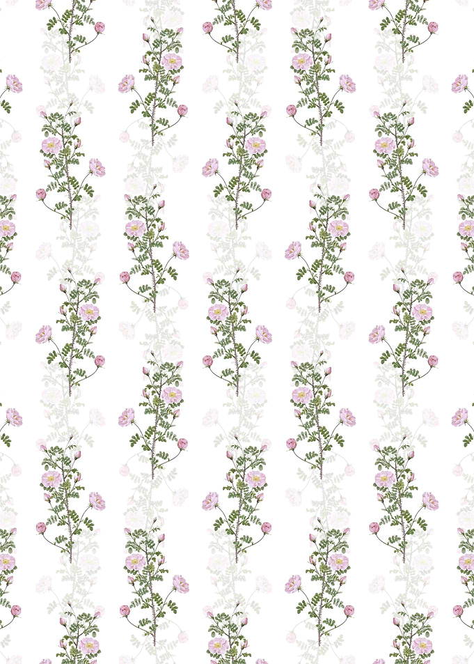 Pink Scotch Briar Rose
