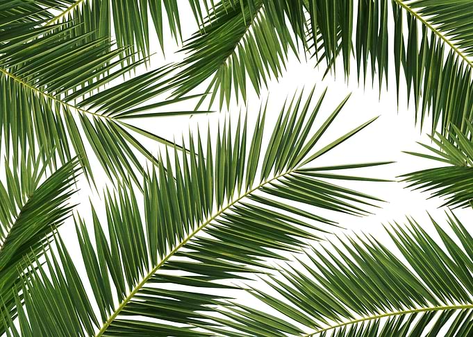 Palm Leaves Jungle 1