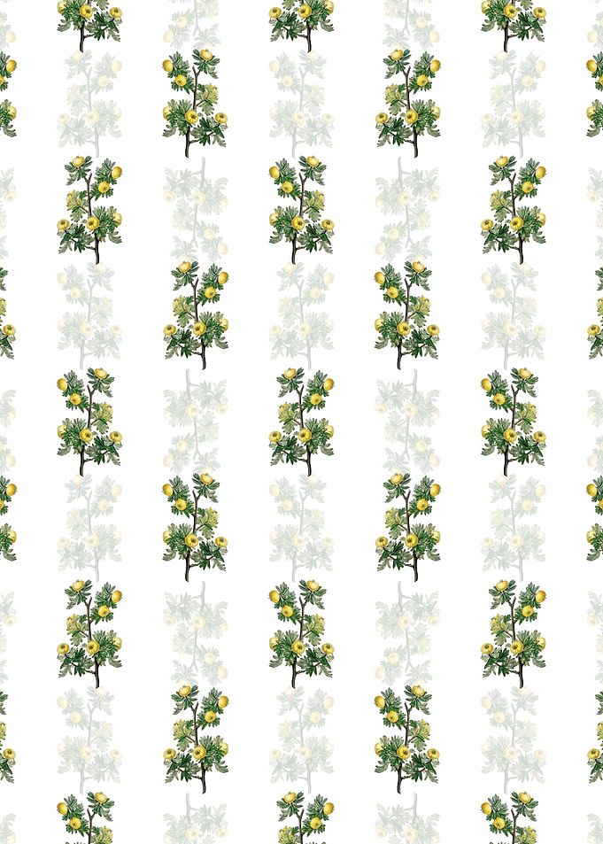 Tansy Leaved Hawthorn