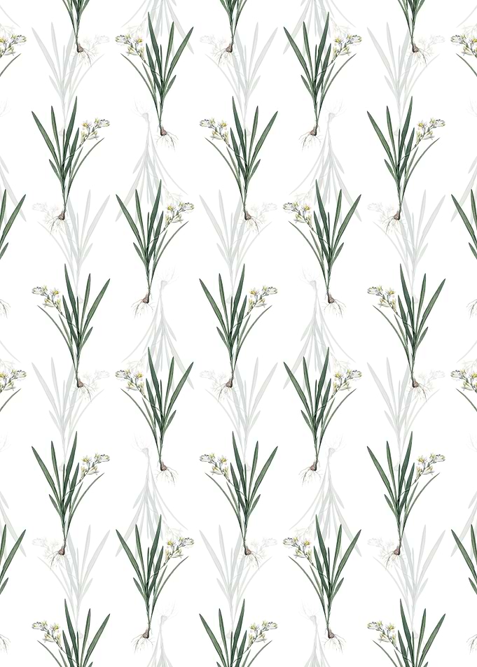 White Gladiolusanthospilus
