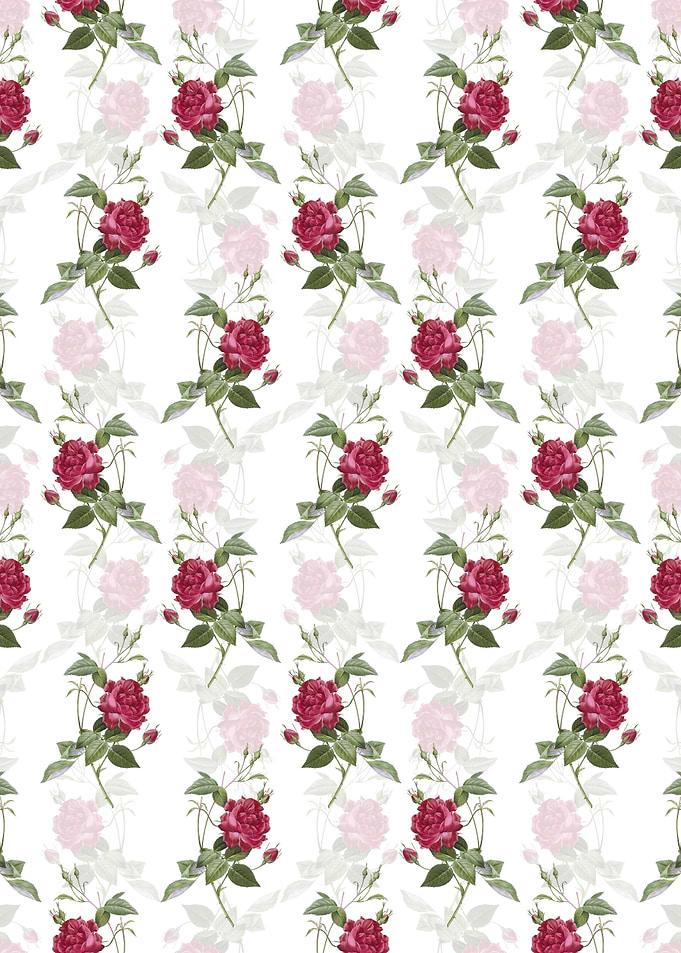 Blood Red Bengal Rose