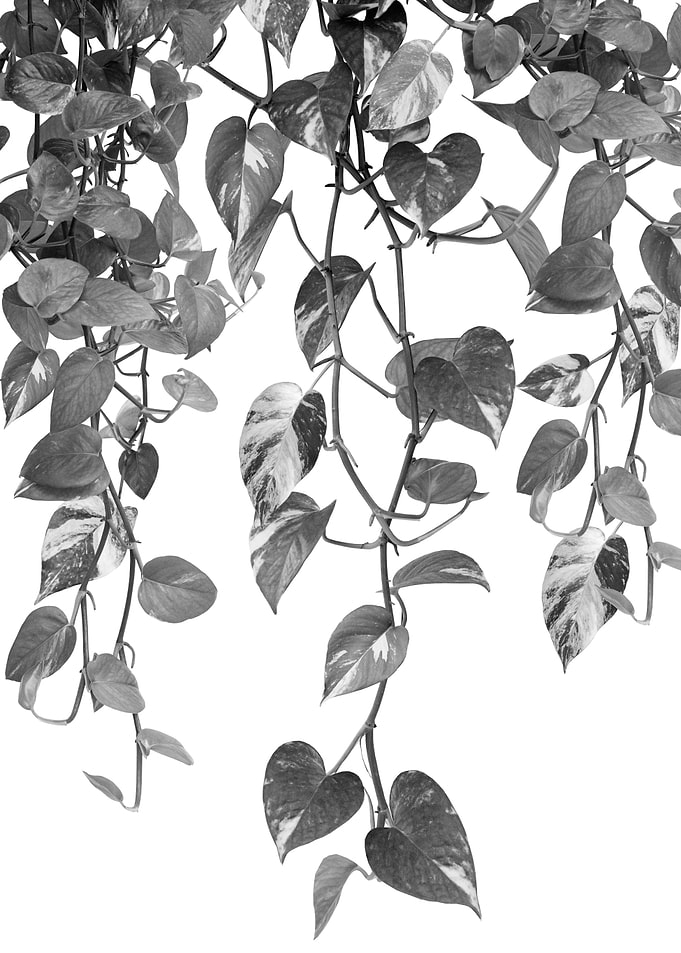 Golden Pothos Ivy Dream 2