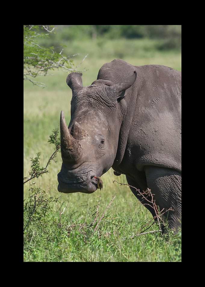 Rhino