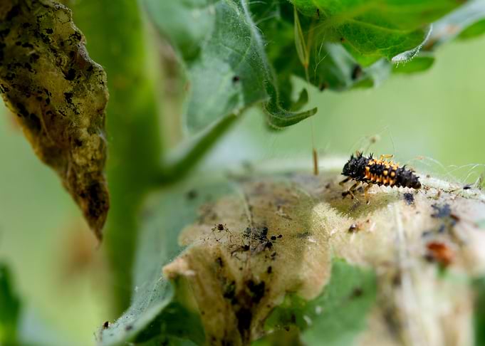Ladybug Larva