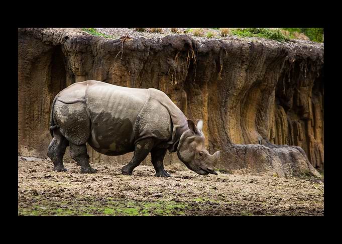 Rhino