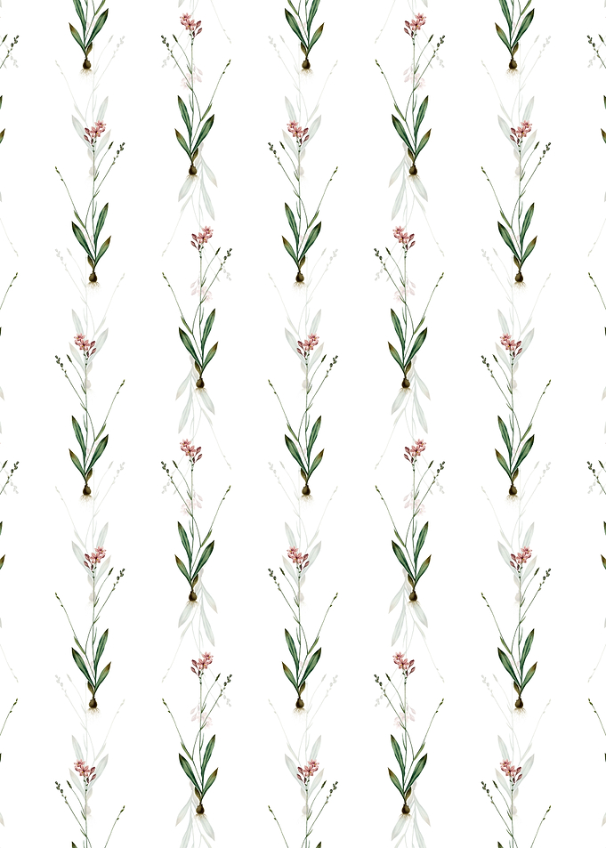 Gladiolus Junceus Pattern