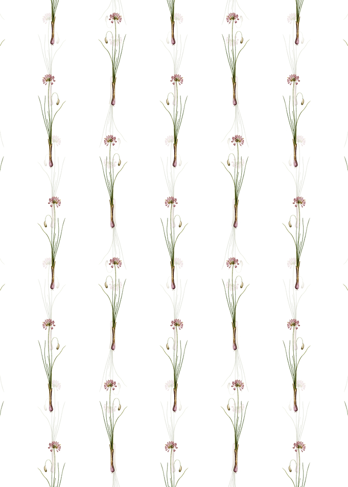 White Autumn Onion Pattern