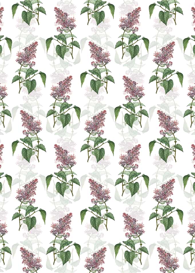 Common Pink Lilac Plant