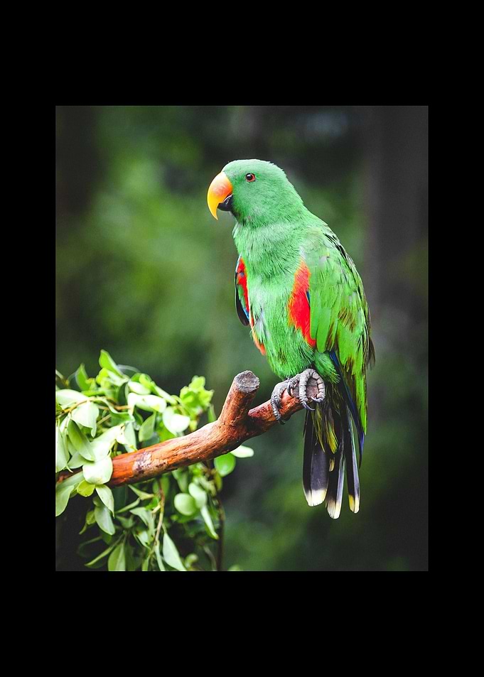 Parrot