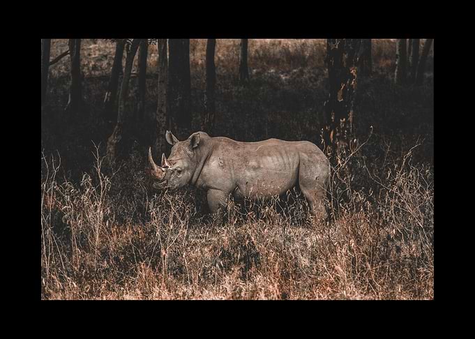 Rhino