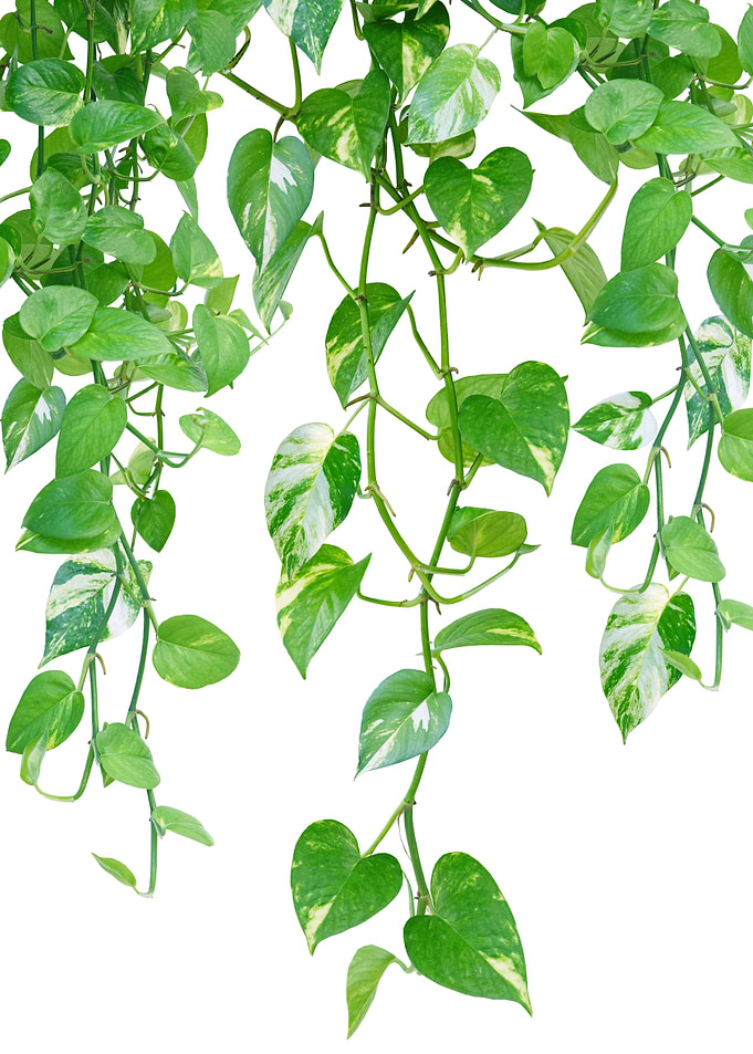 Golden Pothos Ivy Dream 1