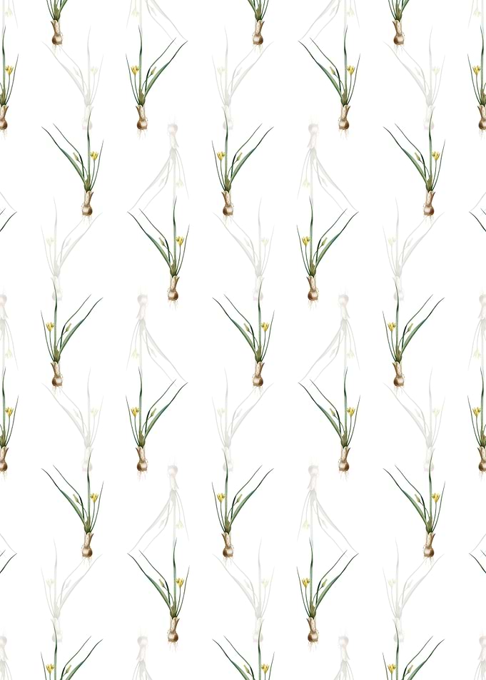 Floral Weevil wort Pattern