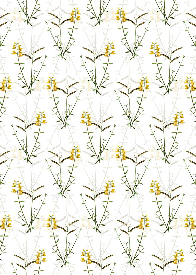 Spanish Broom Pattern