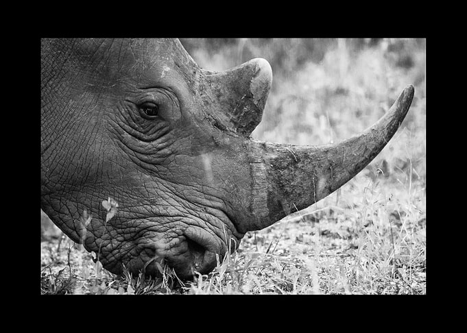 Rhino