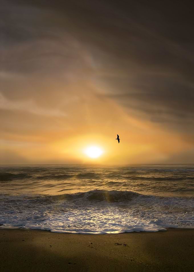 Dark Gold Sunrise and Bird