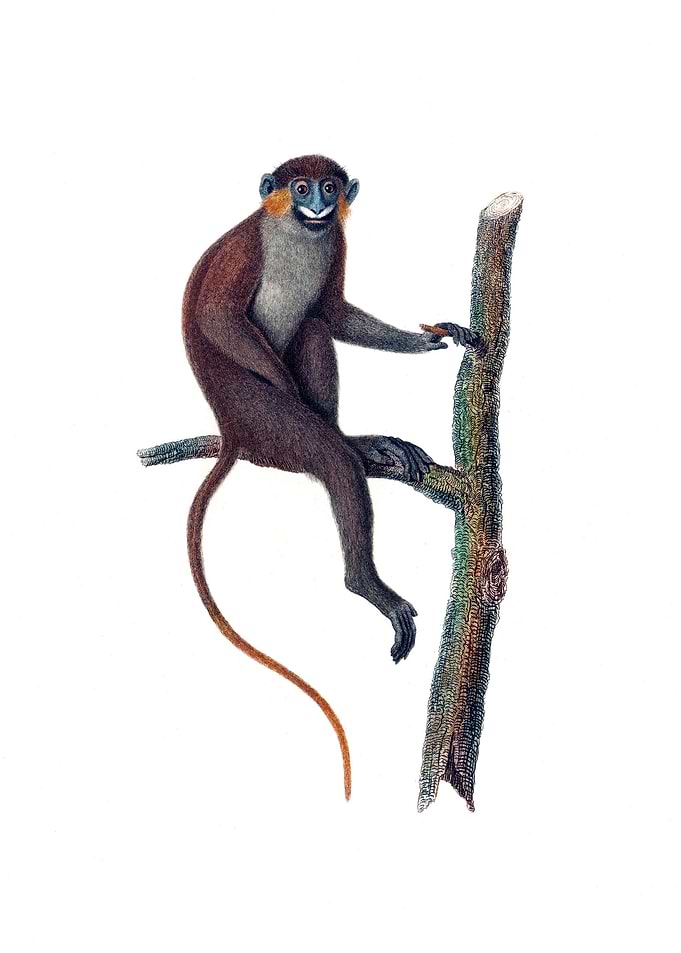 Moustached Monkey