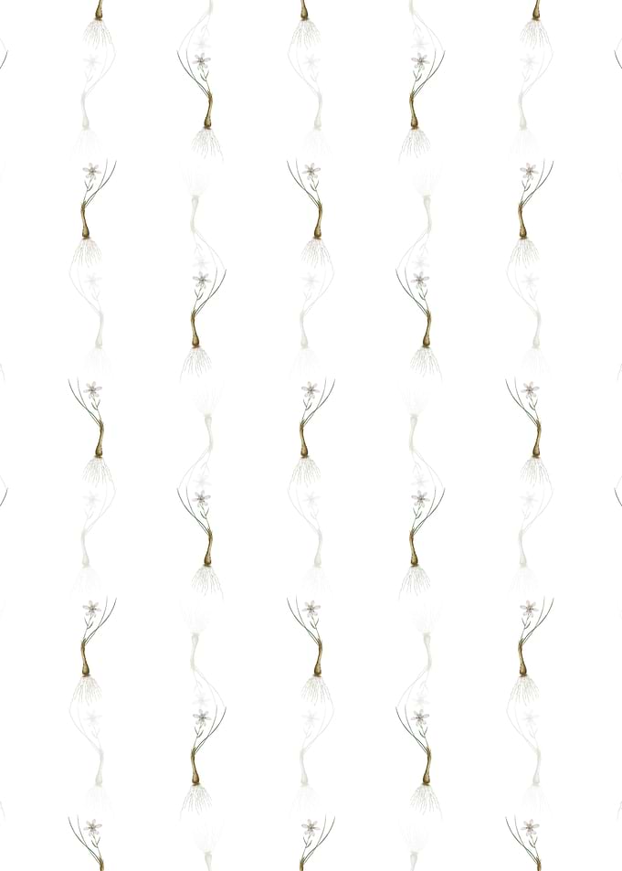 White Snowdon Lily Pattern