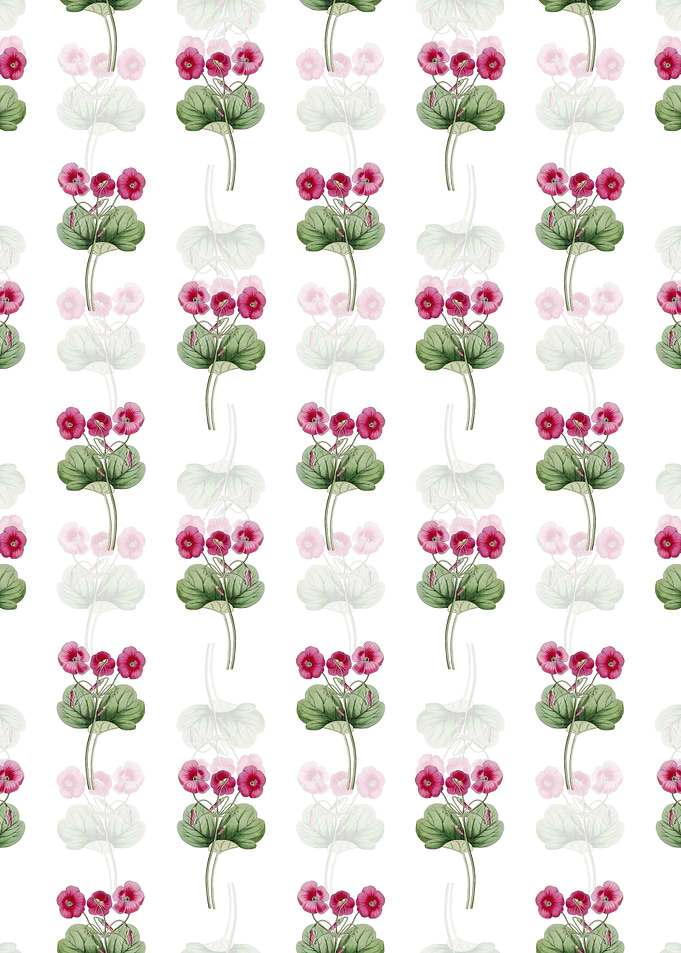 Bowies Oxalis Pattern