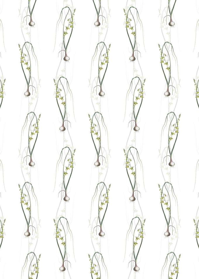 Floral Albuca Pattern