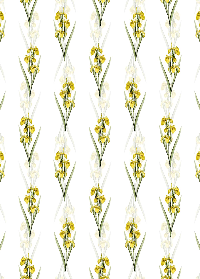 Floral Irises Pattern
