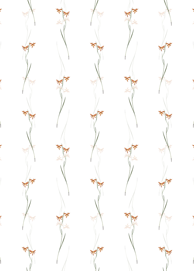 White Gladiolus Watsonius