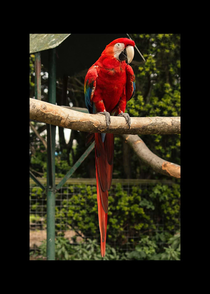 Parrot