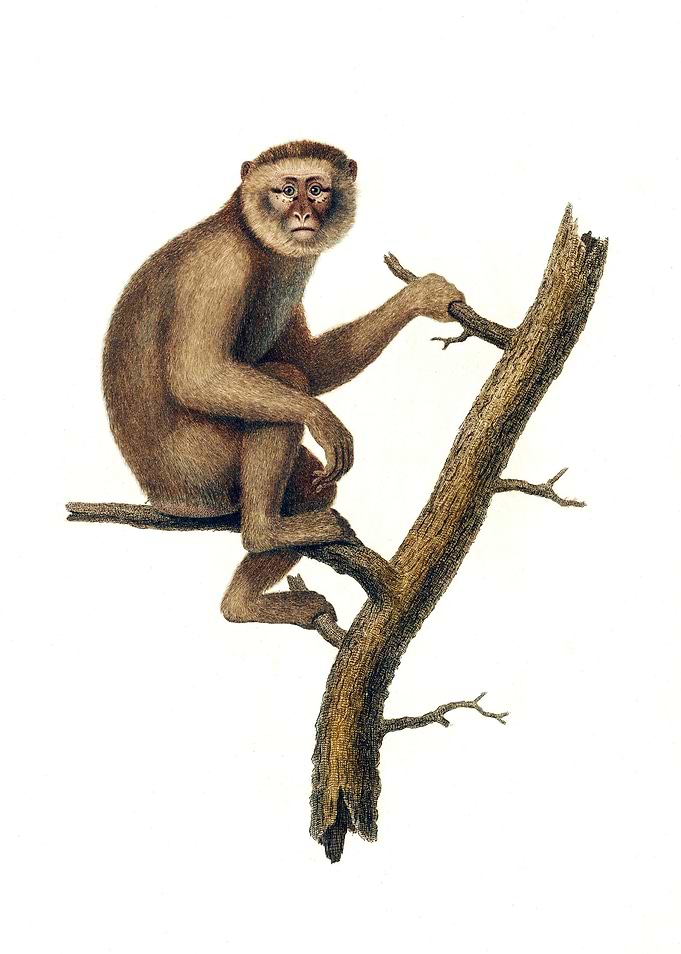 Barbary Ape