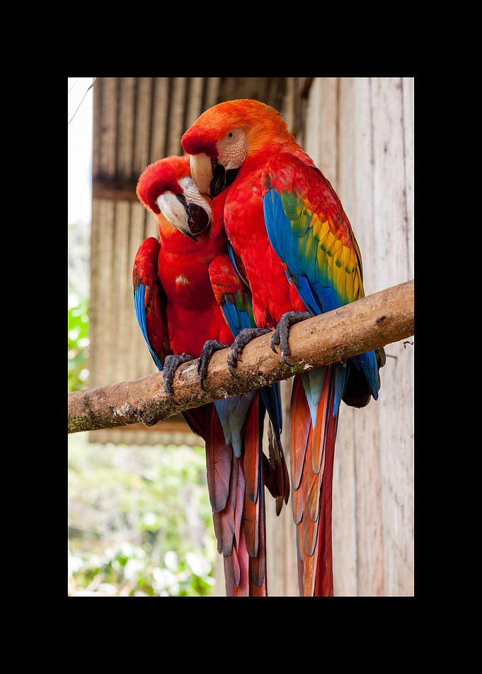 Parrot